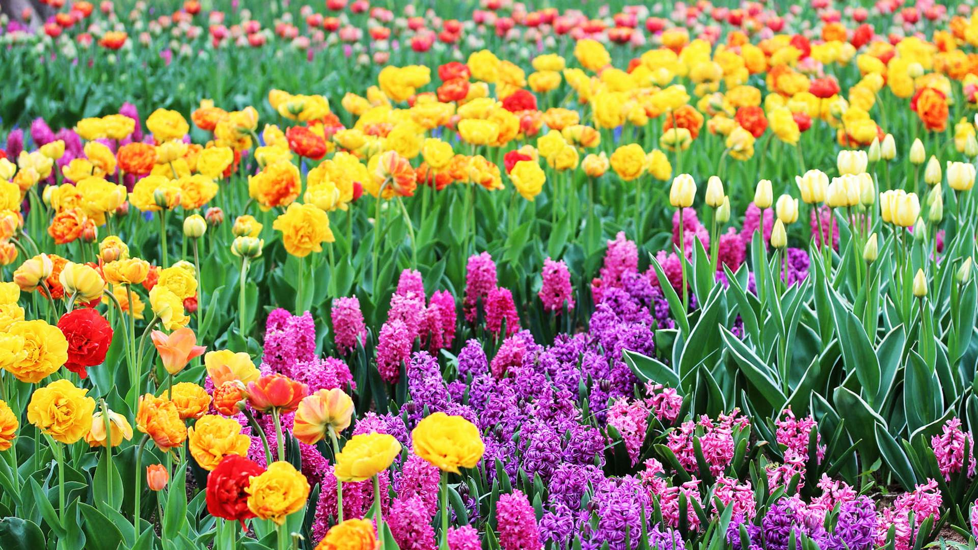 Camera chụp hình đẹp