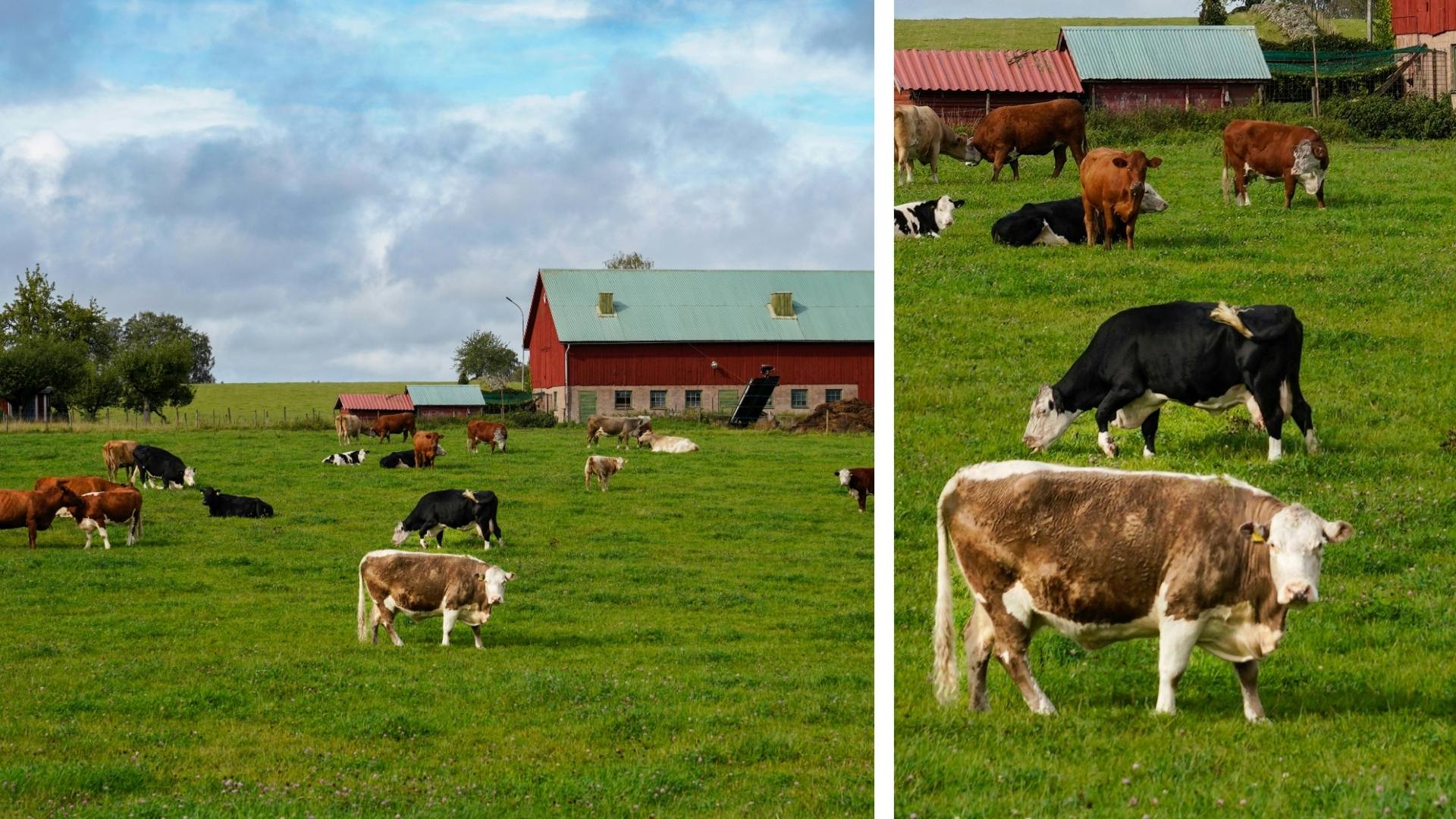 Zoom Galaxy S26 bao nhiêu